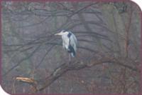 Heron in a tree